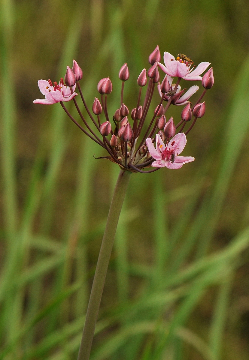 Butomus umbellatus (door Willie Riemsma)