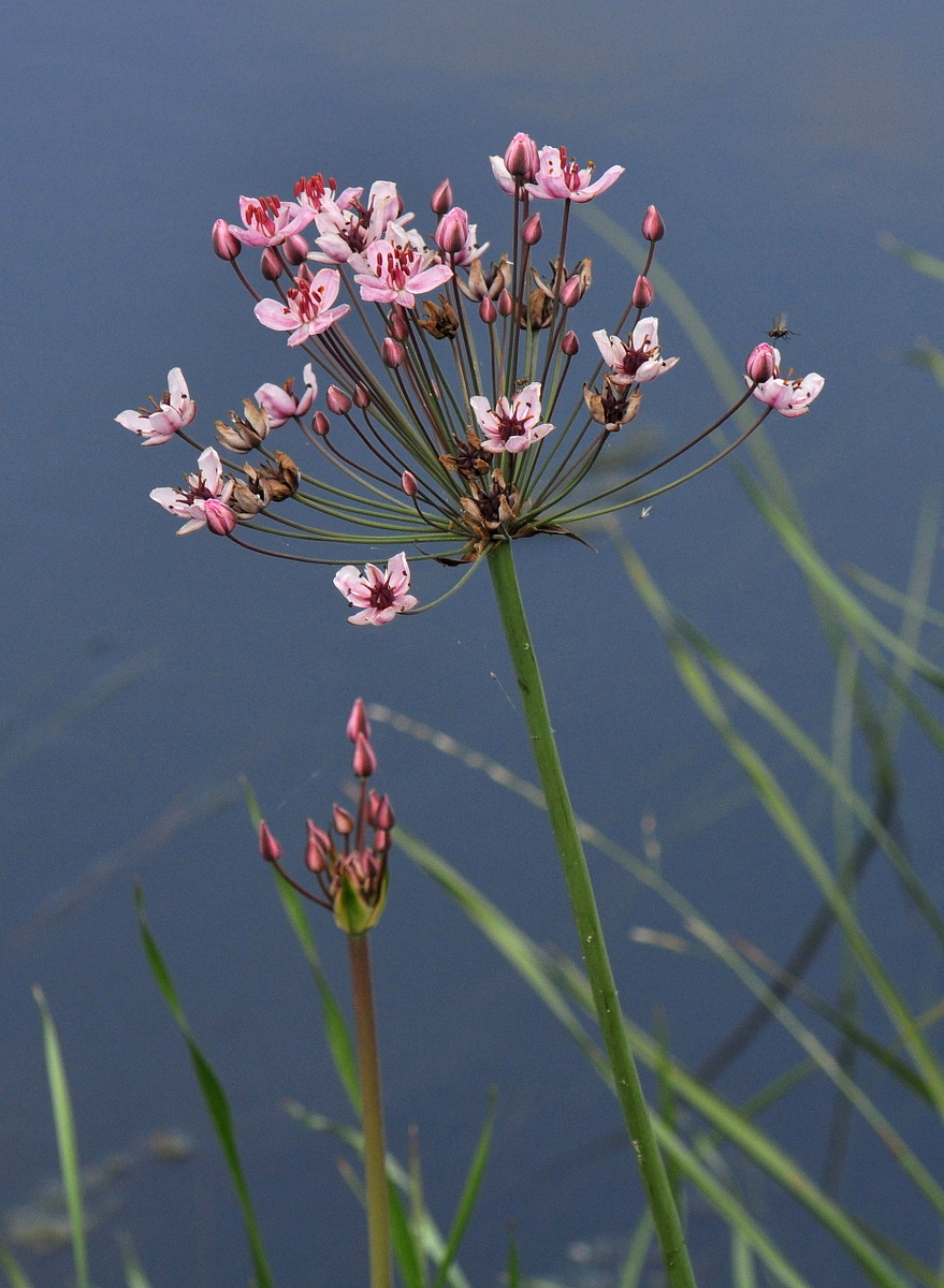 Butomus umbellatus (door Willie Riemsma)