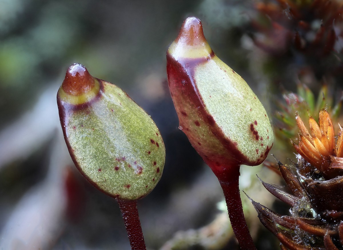 Buxbaumia aphylla (door Arjan de Groot)