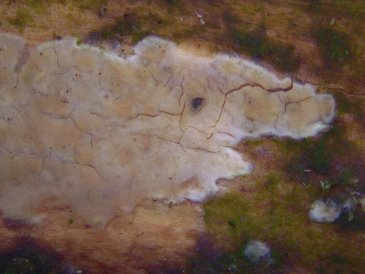 Radulomyces rickii (door Ida Bruggeman)