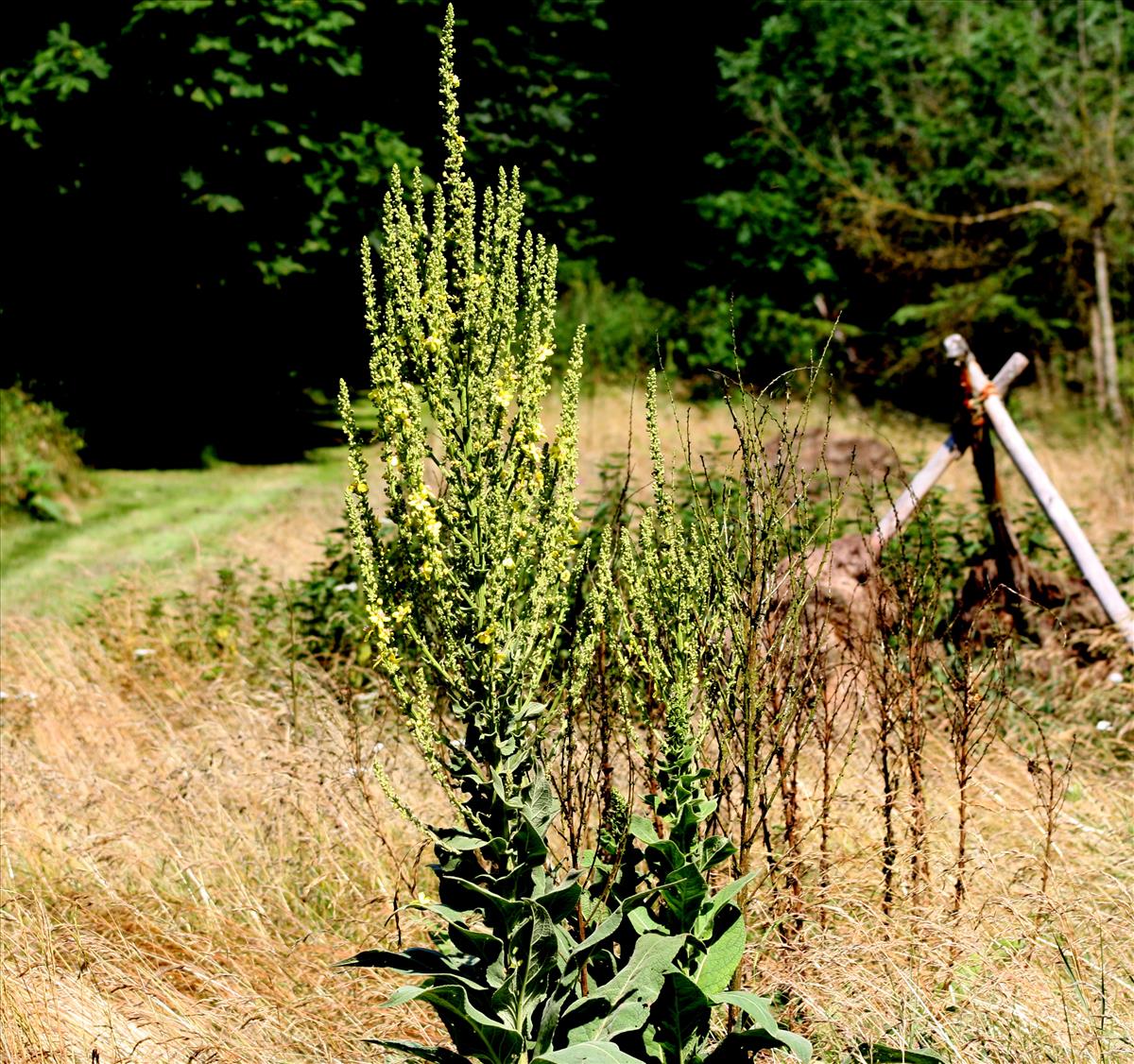 Verbascum speciosum (door Toon Verrijdt)