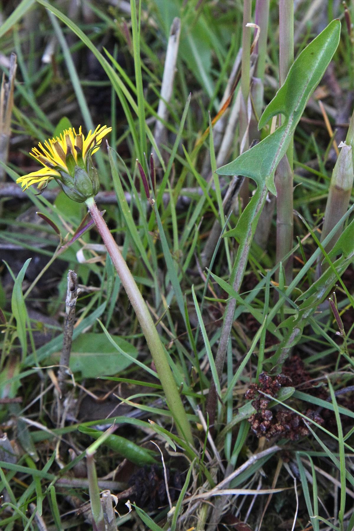 Taraxacum anglicum (door Jelle J. Hofstra)