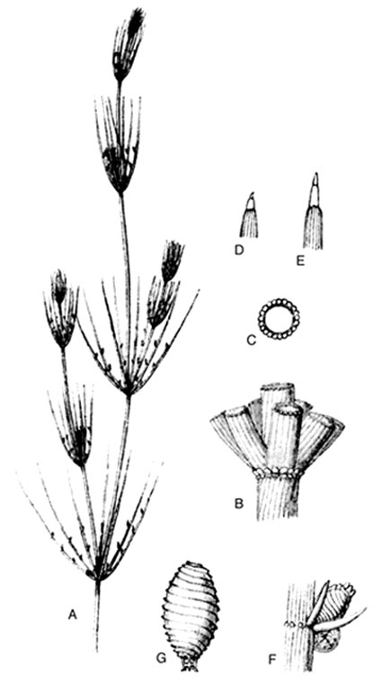 Chara globularis var. hedwigii (door Emile Nat)