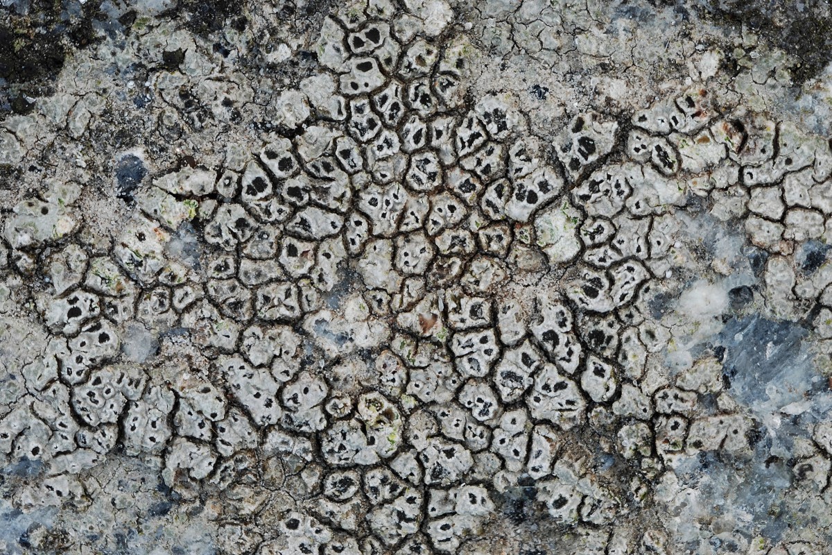 Circinaria caesiocinerea (door Arjan de Groot)