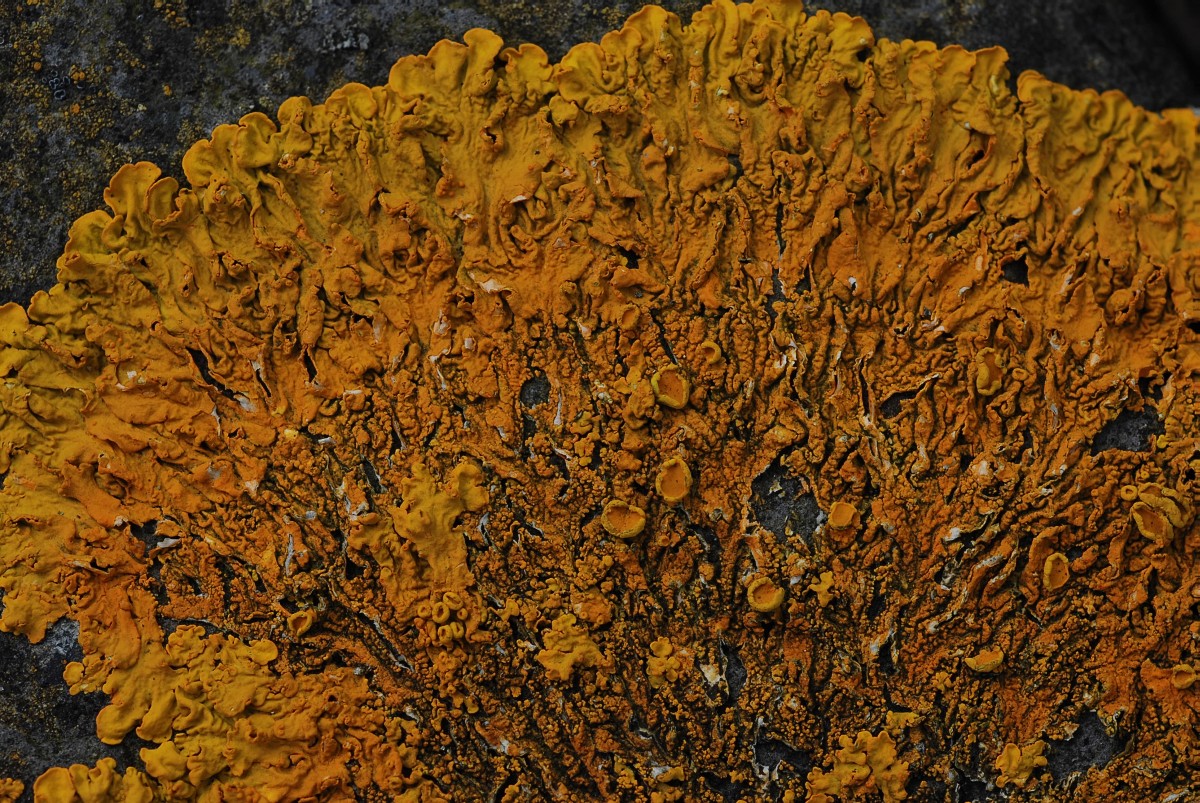 Xanthoria calcicola (door Arjan de Groot)