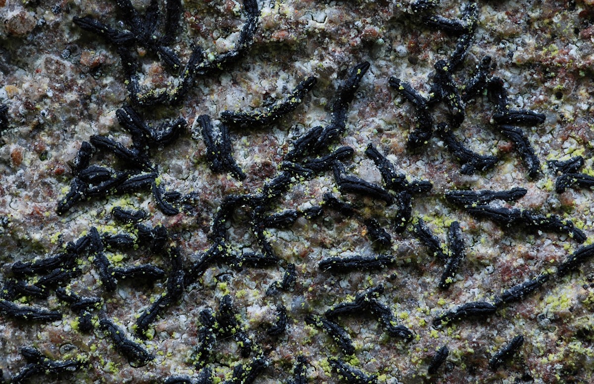 Arthonia calcarea (door Arjan de Groot)