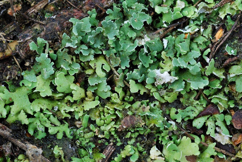 Cladonia callosa (door Arjan de Groot)