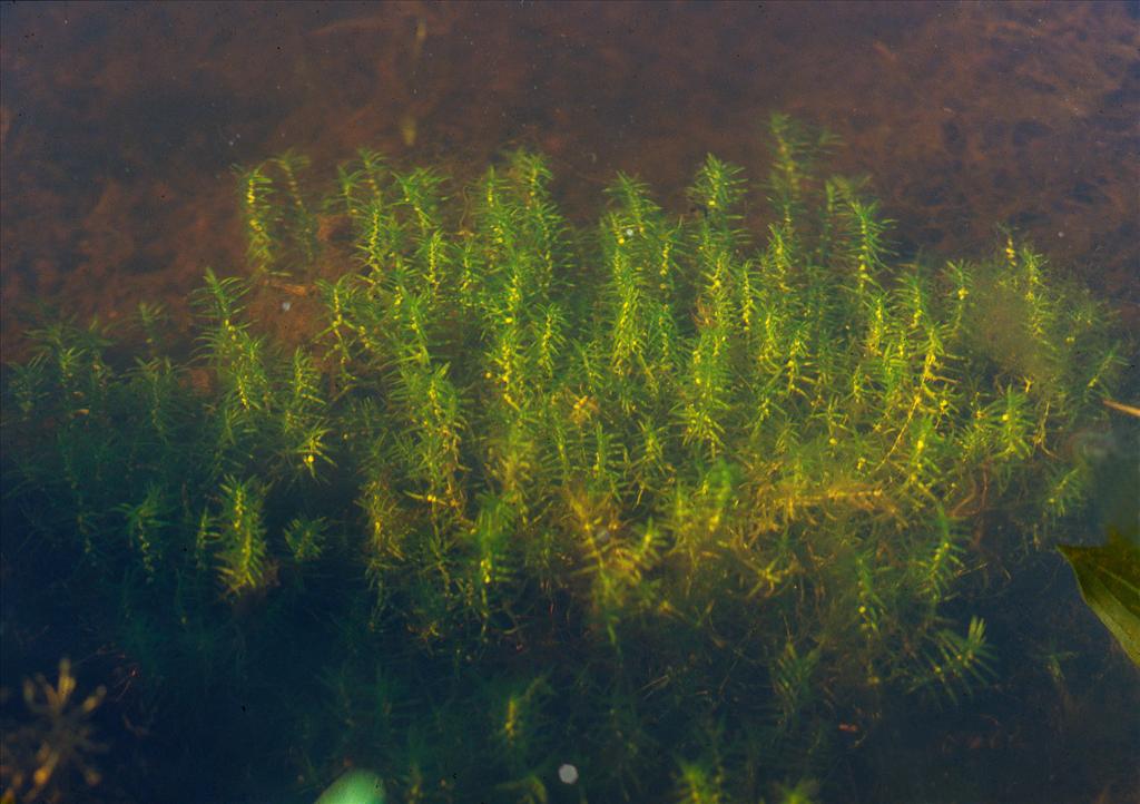 Callitriche hermaphroditica (door Bert Lanjouw)