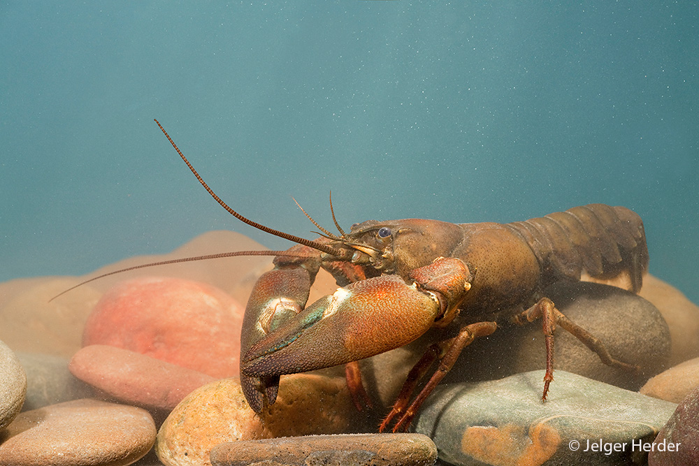 Pacifastacus leniusculus (door Jelger Herder)