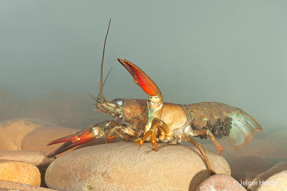 Pacifastacus leniusculus (door Jelger Herder)