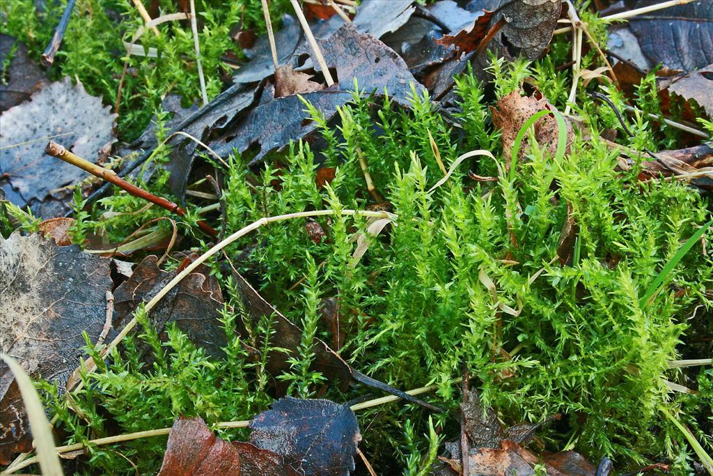 Calliergon cordifolium (door Jan Kersten)