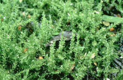 Calliergon cordifolium (door Klaas van der Veen)