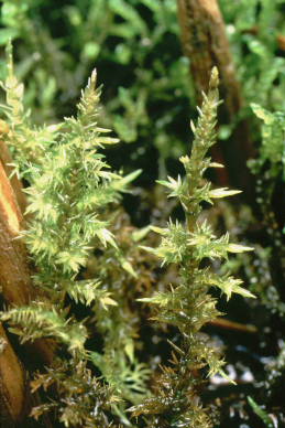 Calliergon giganteum (door Klaas van der Veen)