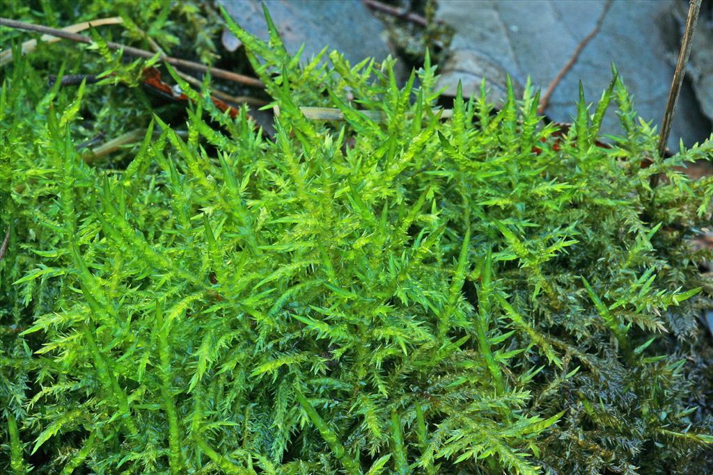 Calliergonella cuspidata (door Jan Kersten)