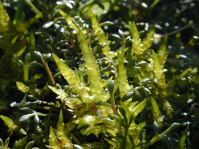 Calliergonella cuspidata (door Michael Lueth (www.milueth.de))