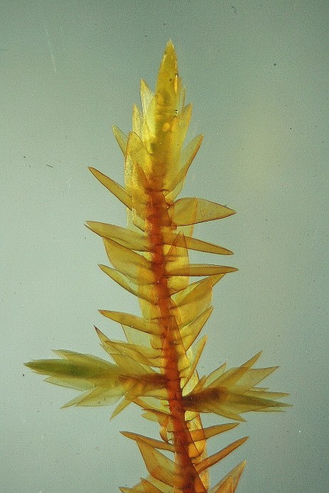 Calliergonella cuspidata (door Jan Kersten)