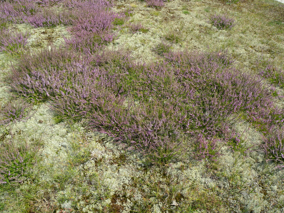 Calluna vulgaris (door Hans Toetenel)