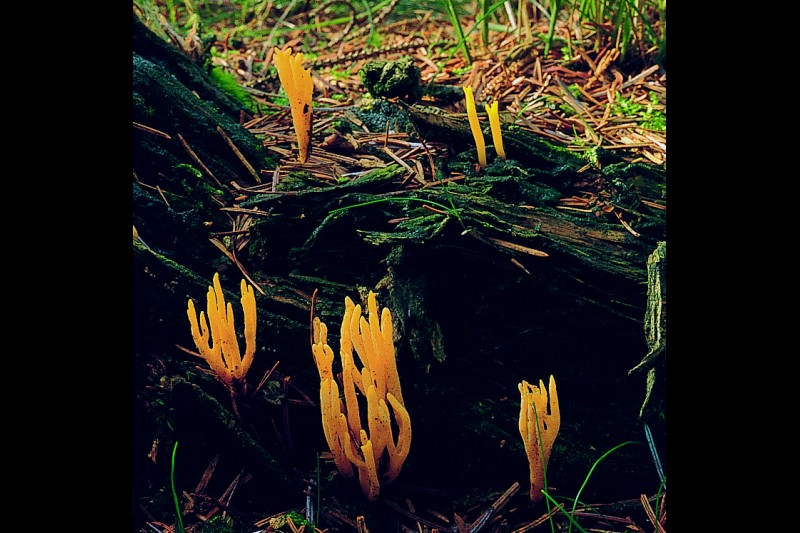 Calocera viscosa (door Eef Arnolds)