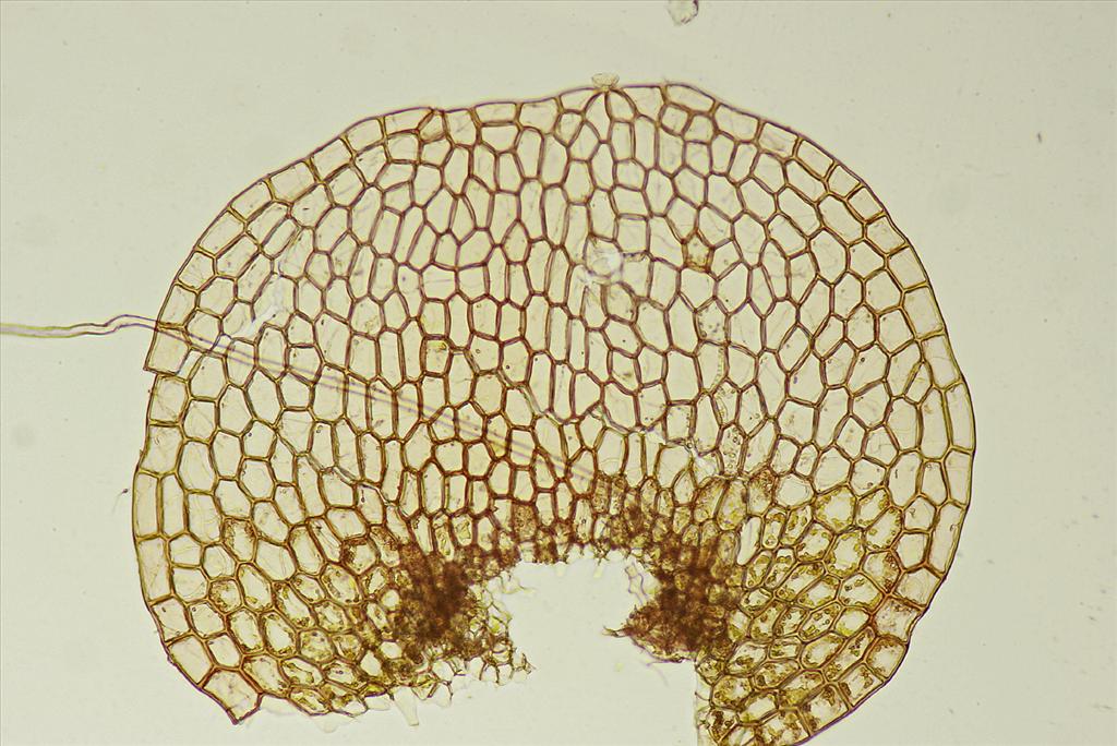 Calypogeia integristipula (door Jan Kersten)