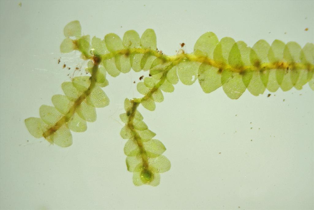 Calypogeia integristipula (door Jan Kersten)