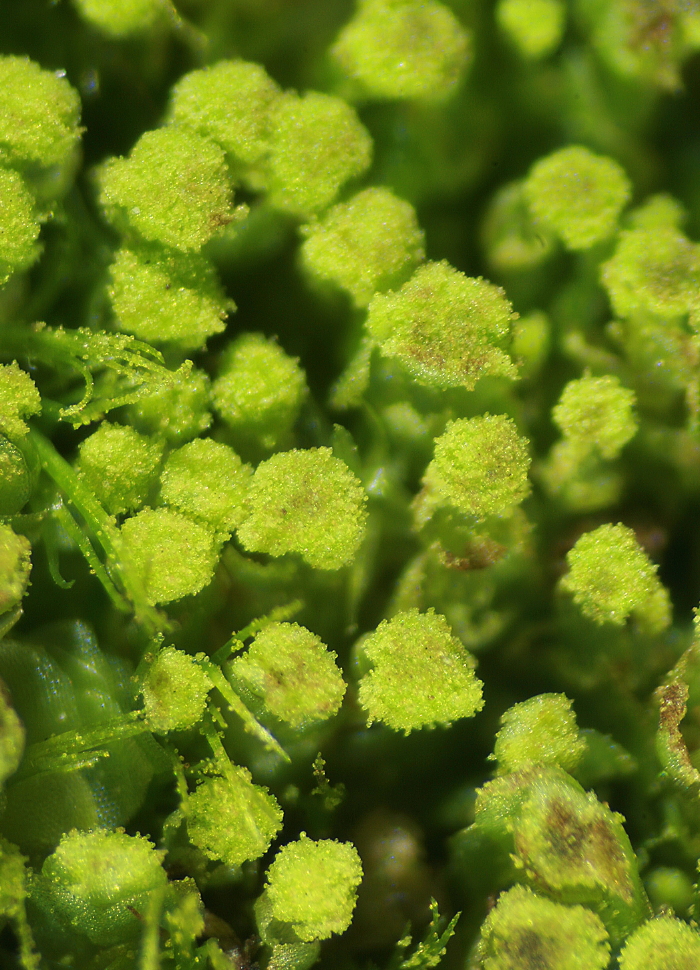 Calypogeia muelleriana (door Jan Kersten)