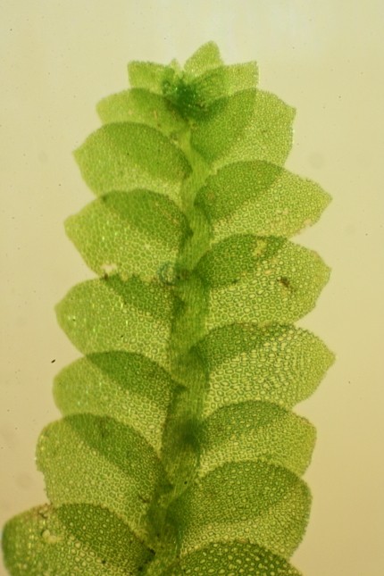 Calypogeia muelleriana (door Jan Kersten)