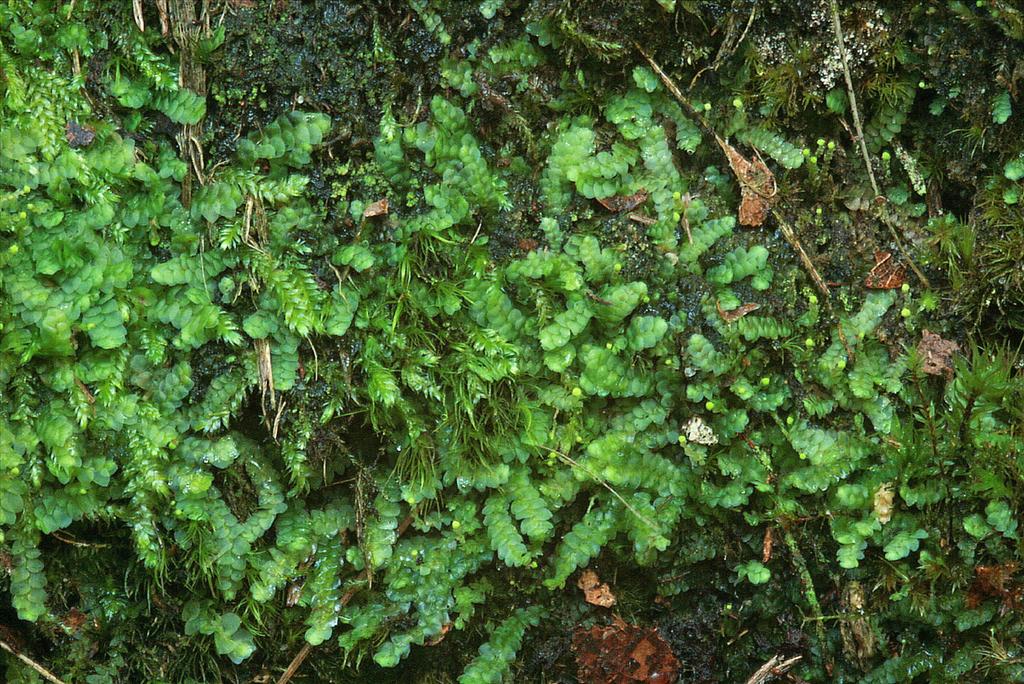 Calypogeia muelleriana (door Jan Kersten)