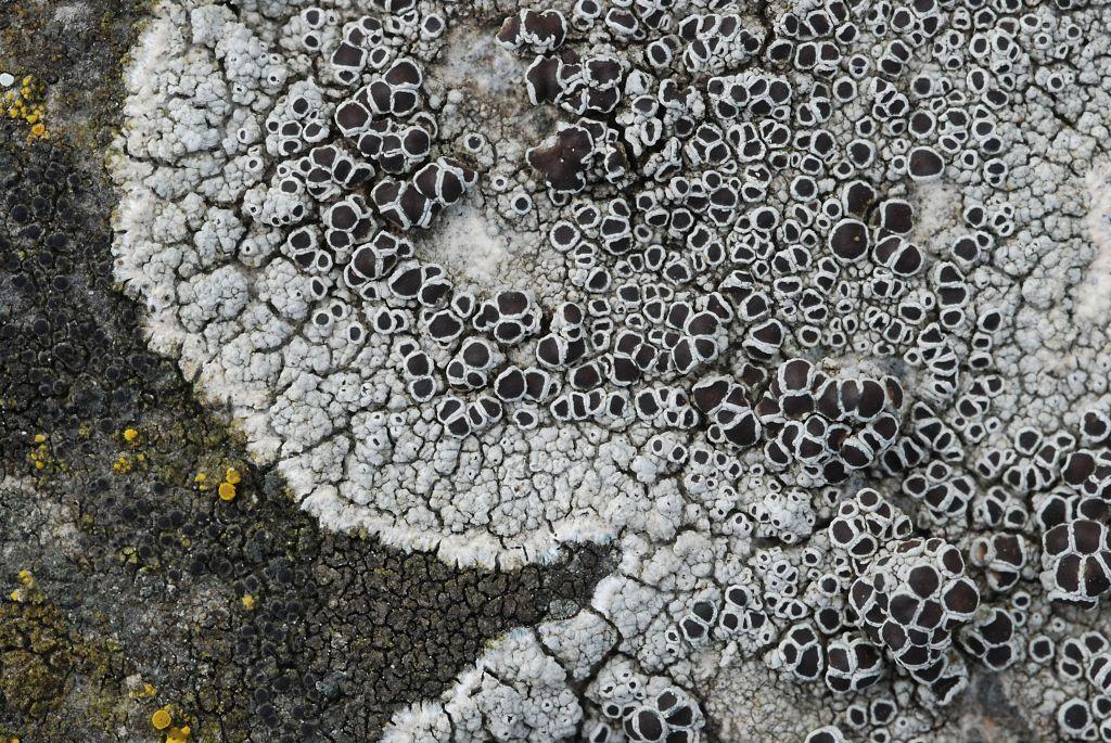 Lecanora campestris (door Arjan de Groot)