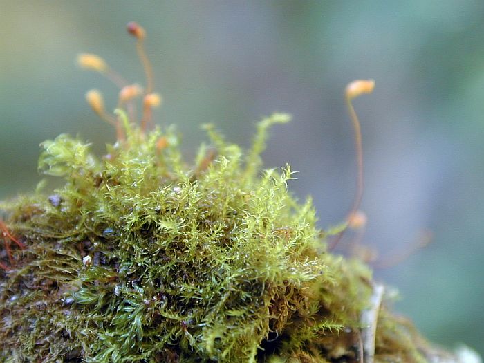 Campylophyllum calcareum (door Michael Lueth (www.milueth.de))