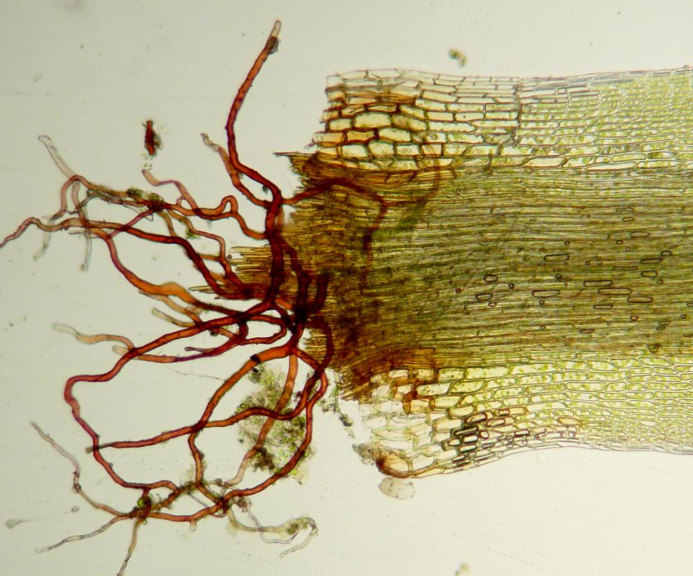 Campylopus flexuosus (door Dick Haaksma)