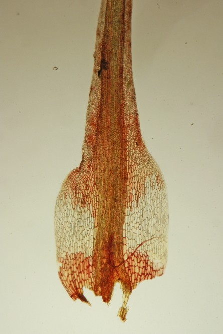 Campylopus flexuosus (door Jan Kersten)