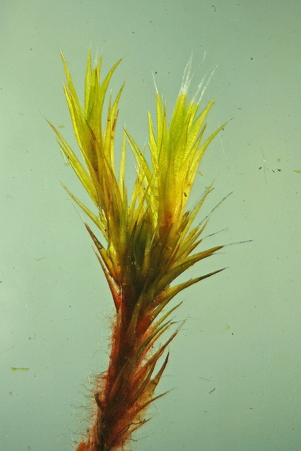 Campylopus introflexus (door Jan Kersten)