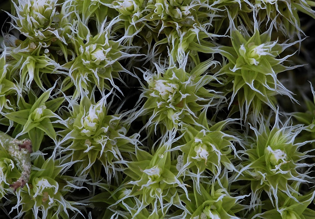 Racomitrium canescens var. canescens (door Arjan de Groot)