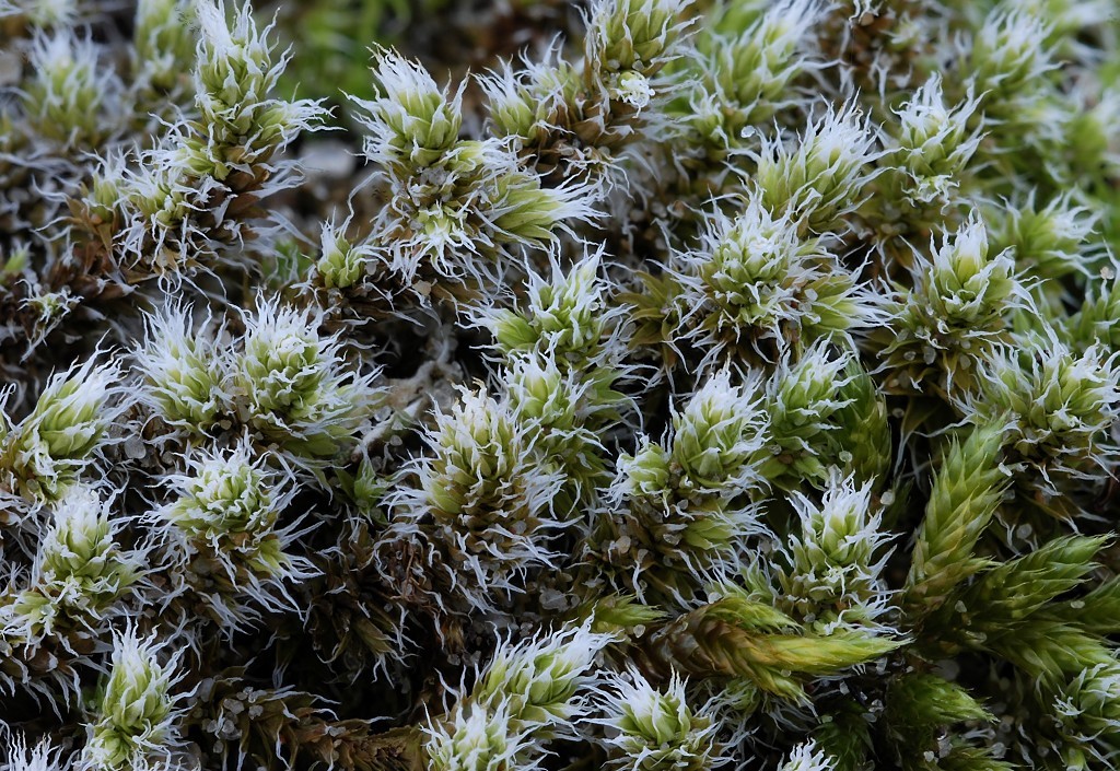 Racomitrium canescens var. canescens (door Arjan de Groot)