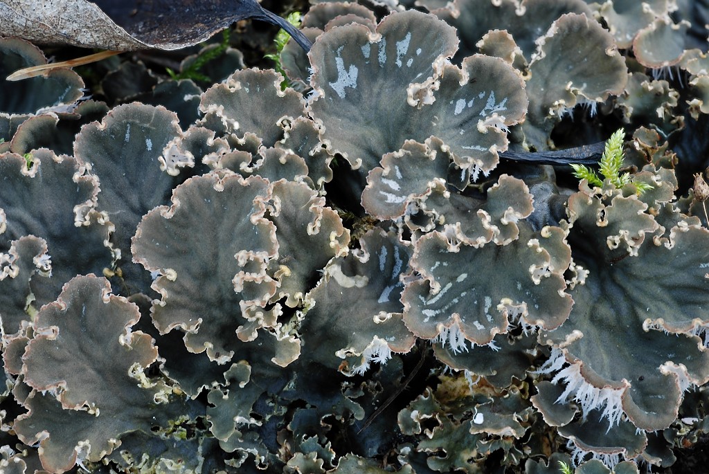 Peltigera canina (door Arjan de Groot)