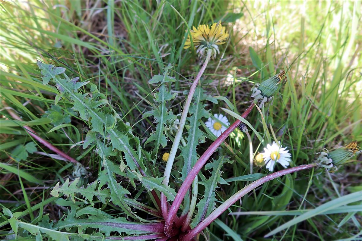 Taraxacum canoviride (door Otto Zijlstra)
