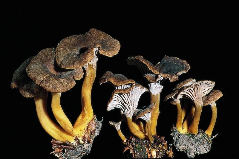 Cantharellus tubaeformis (door Onbekend)