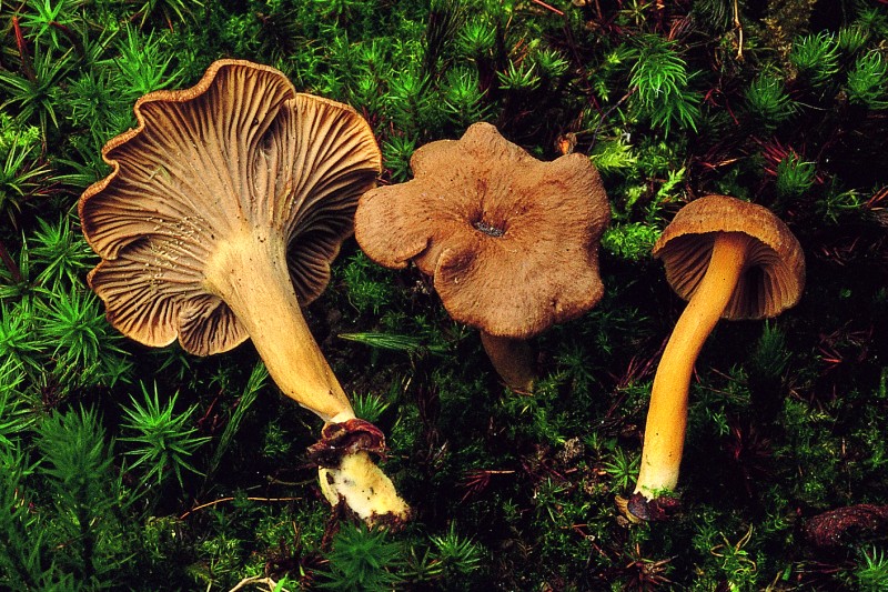 Cantharellus tubaeformis (door Eef Arnolds)