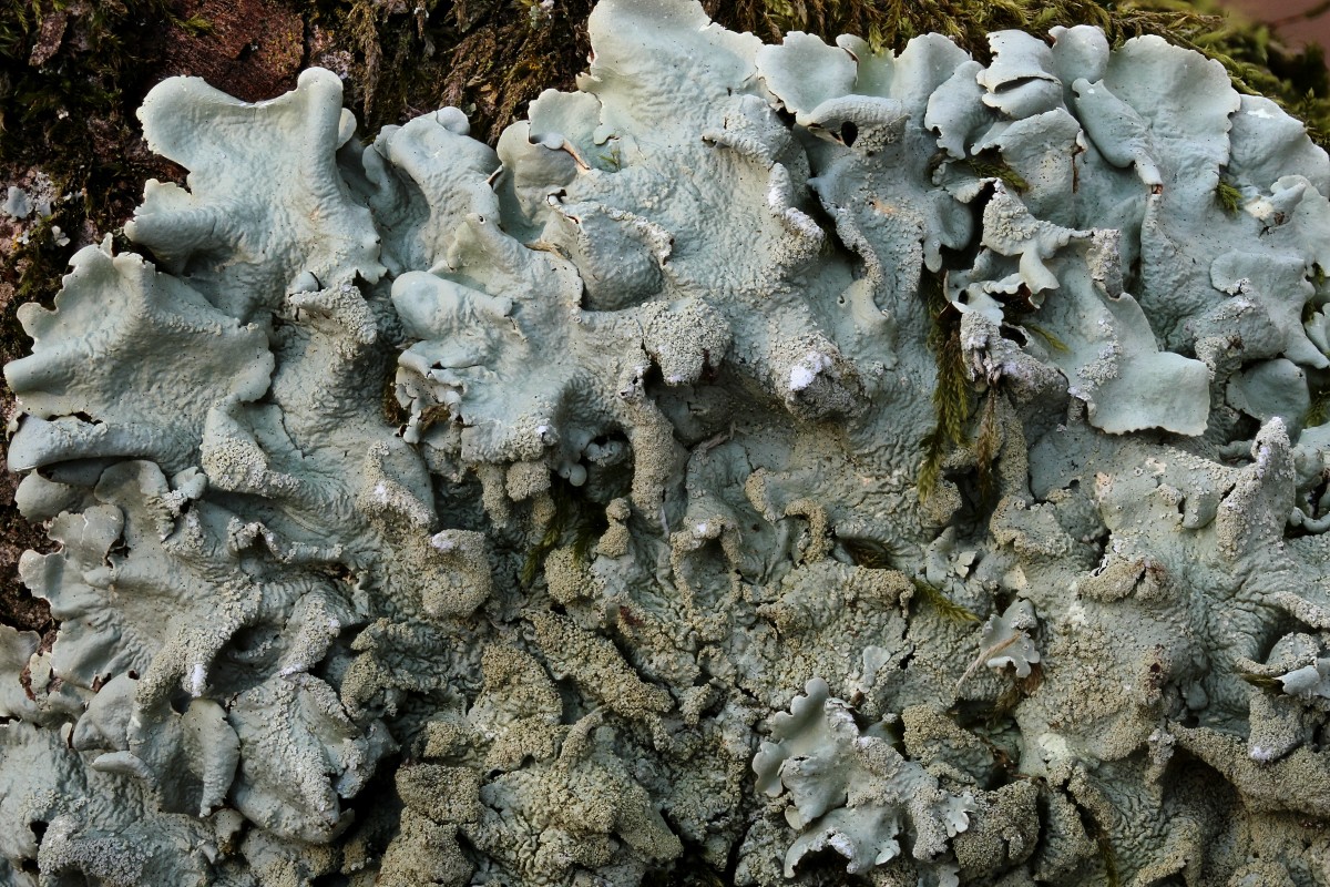 Flavoparmelia caperata (door Arjan de Groot)