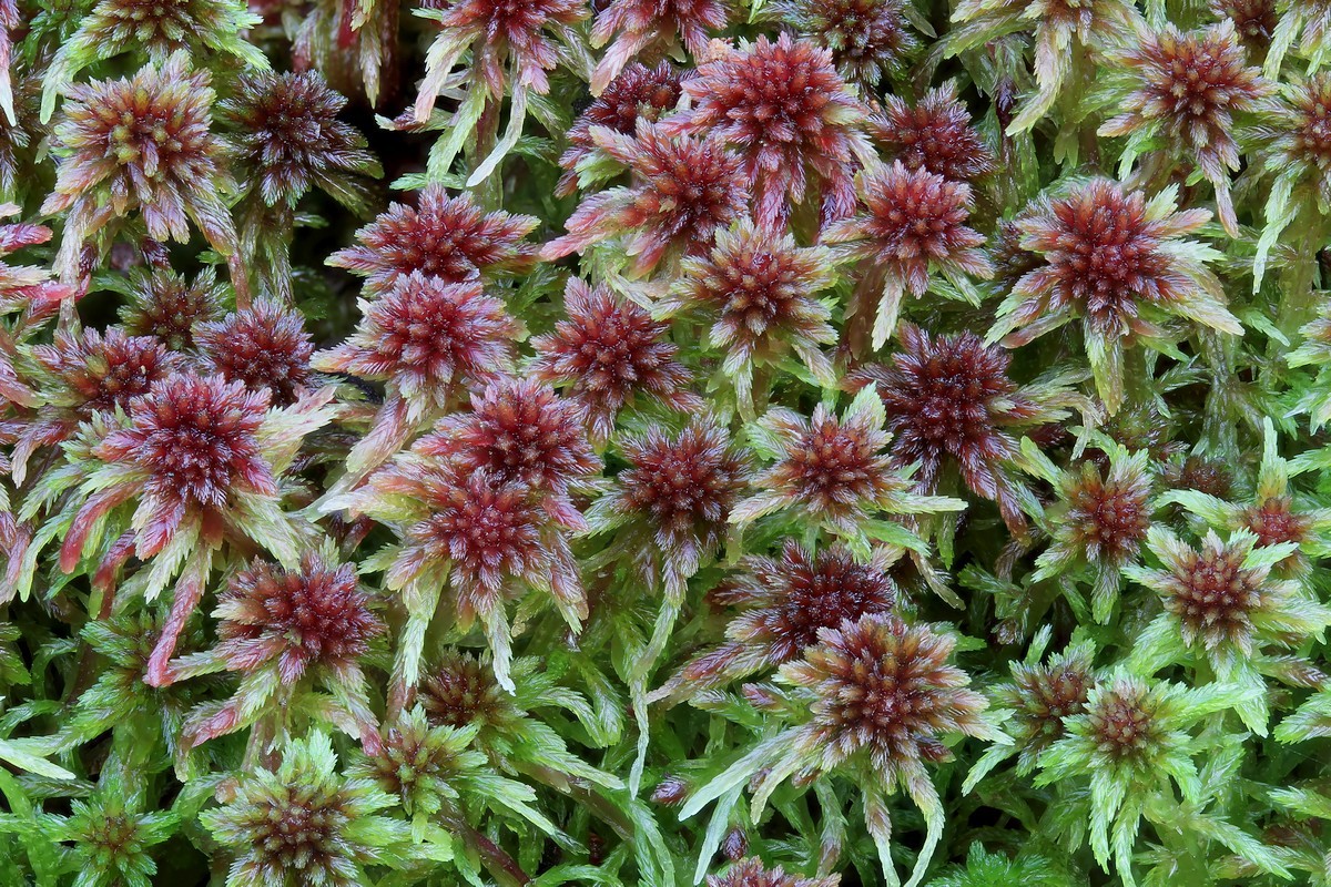 Sphagnum capillifolium (door Arjan de Groot)