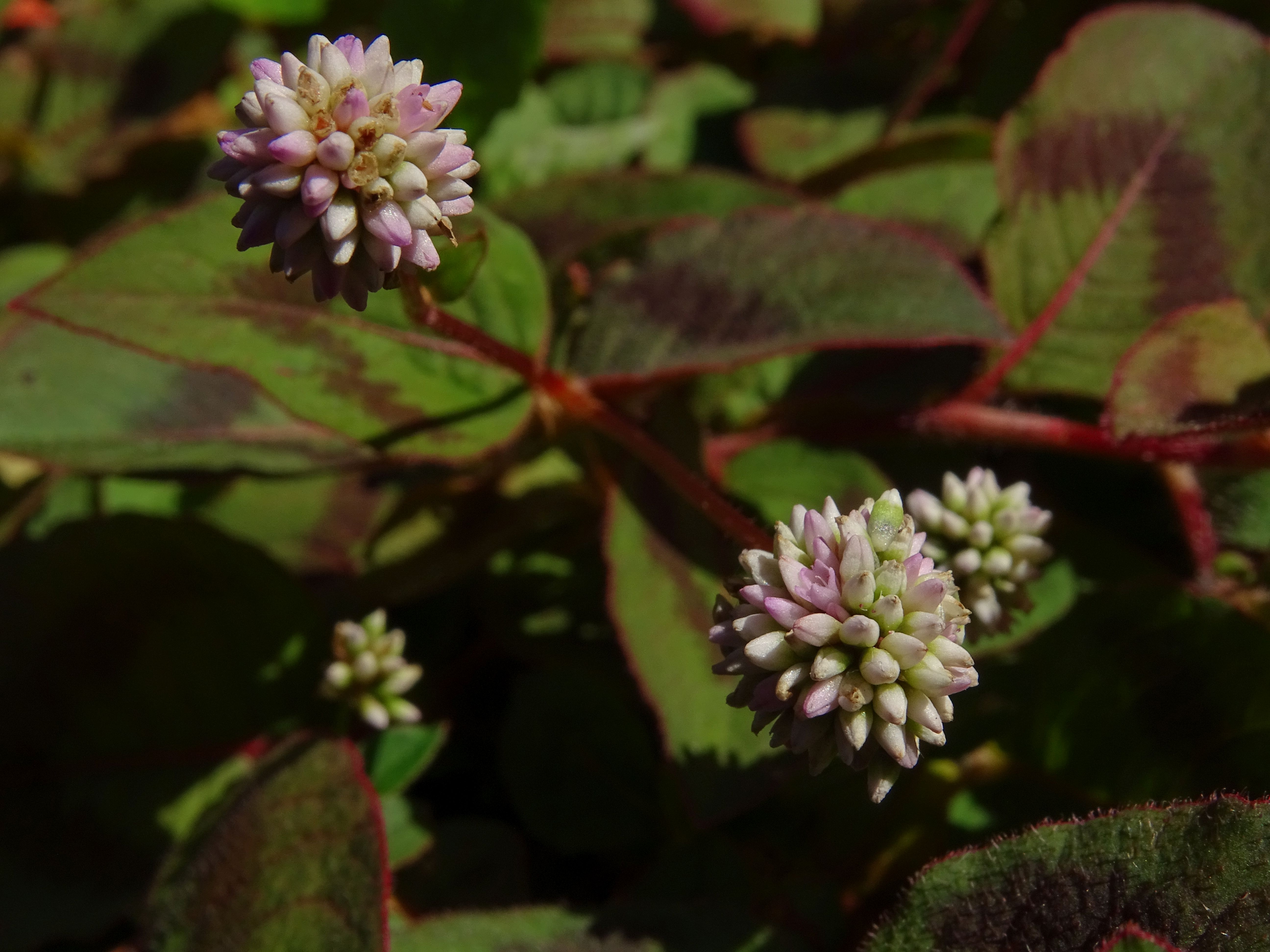 Persicaria capitata (door Lieuwe Haanstra)