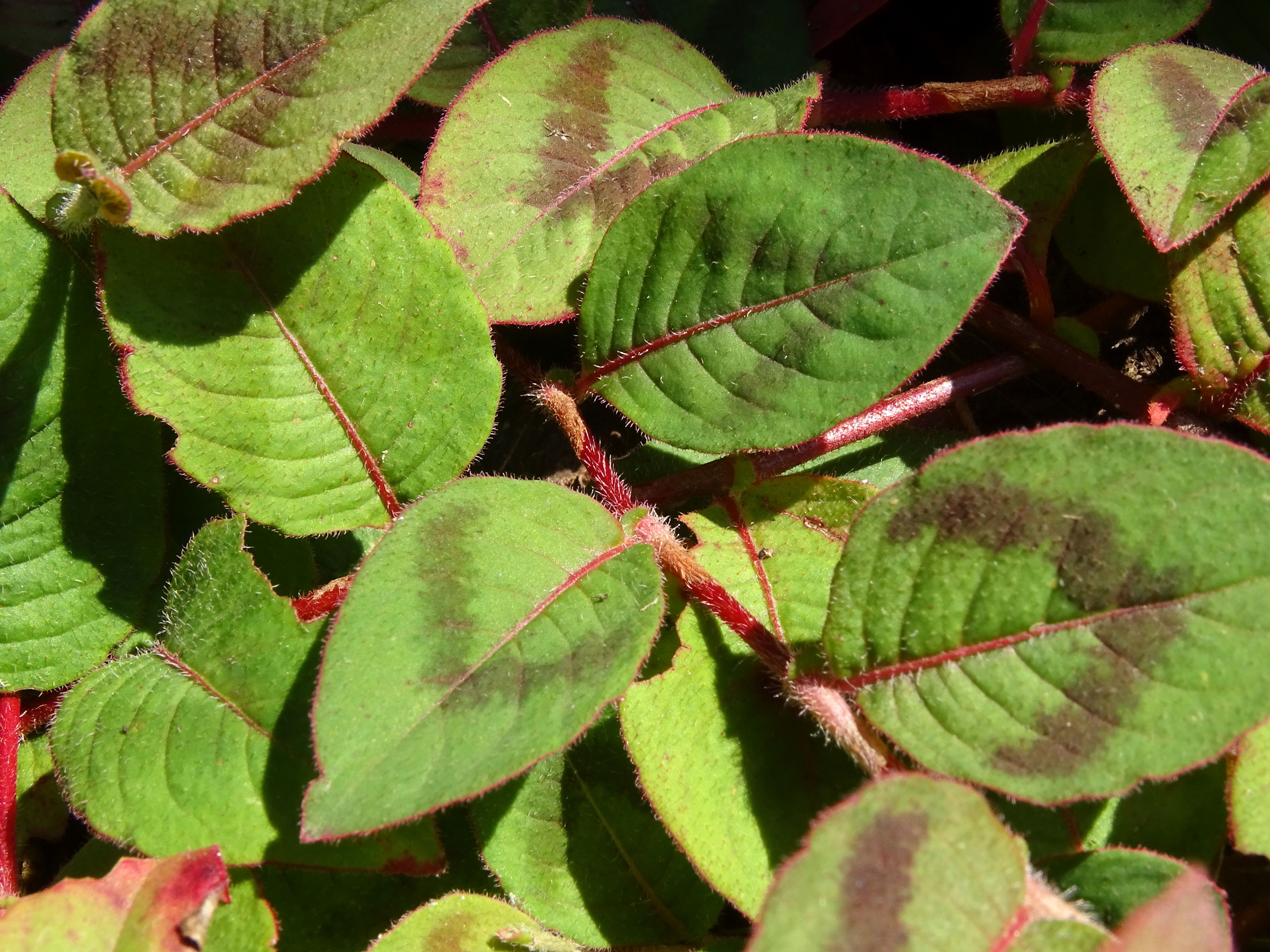 Persicaria capitata (door Lieuwe Haanstra)