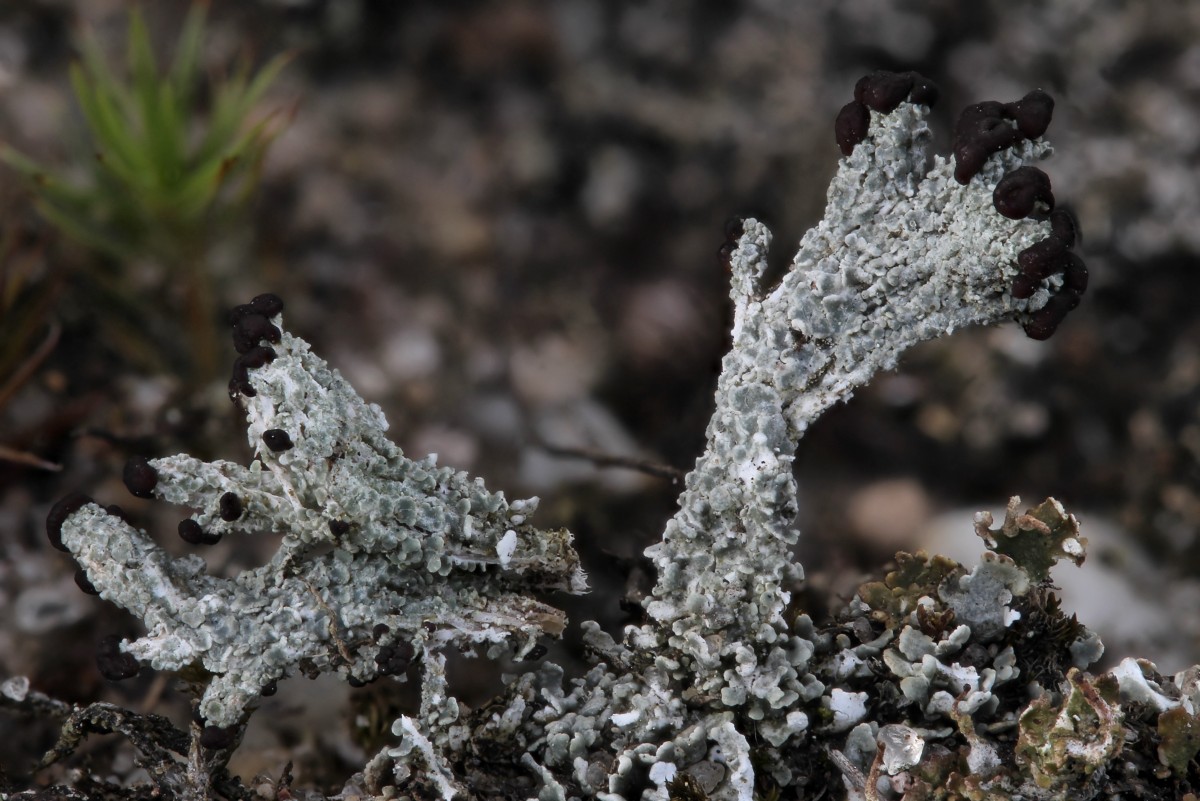 Cladonia cariosa (door Arjan de Groot)