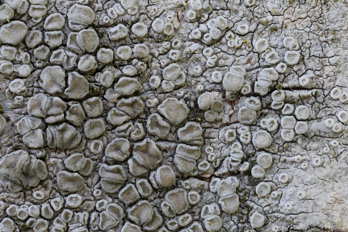 Lecanora carpinea (door Arjan de Groot)