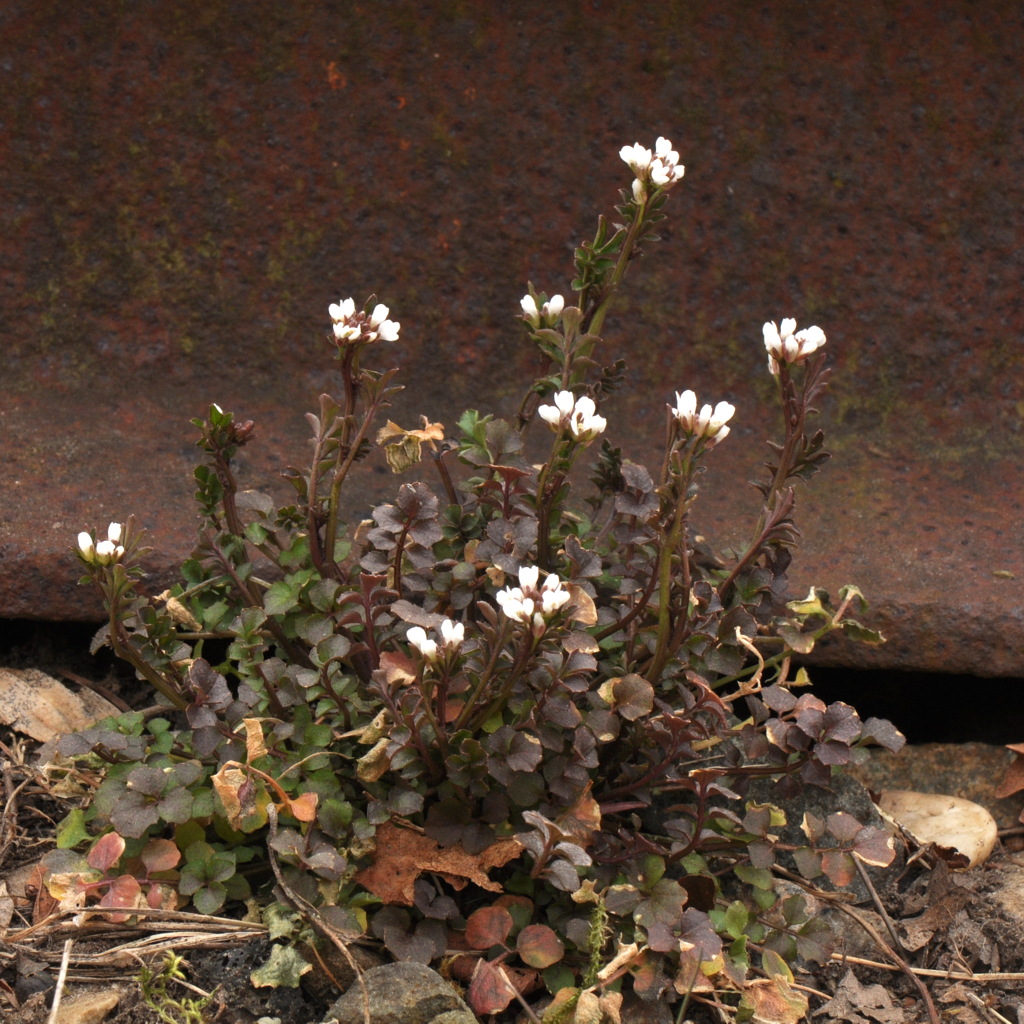 Cardamine hirsuta (door Willie Riemsma)