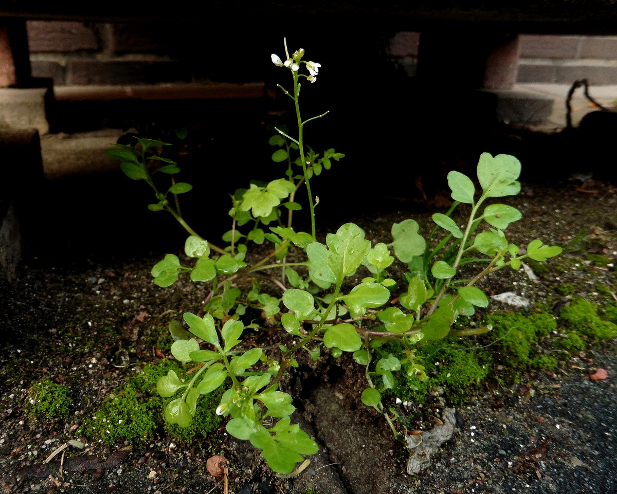 Cardamine occulta (door Willie Riemsma)