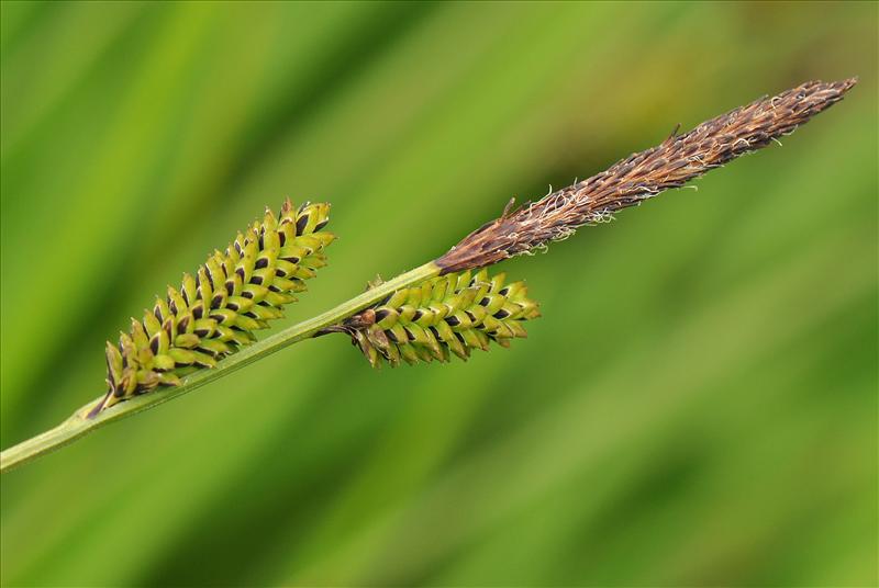 Carex cespitosa (door Willie Riemsma)