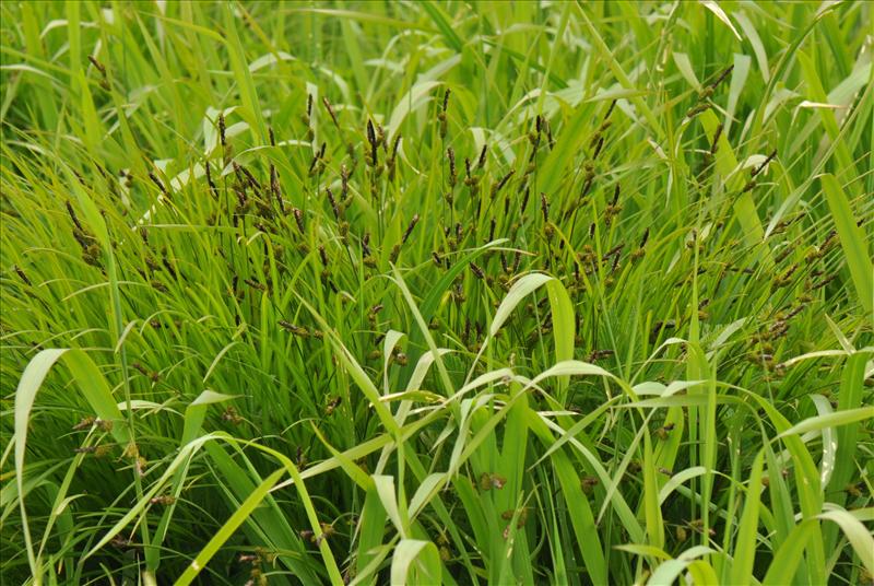 Carex cespitosa (door Willie Riemsma)