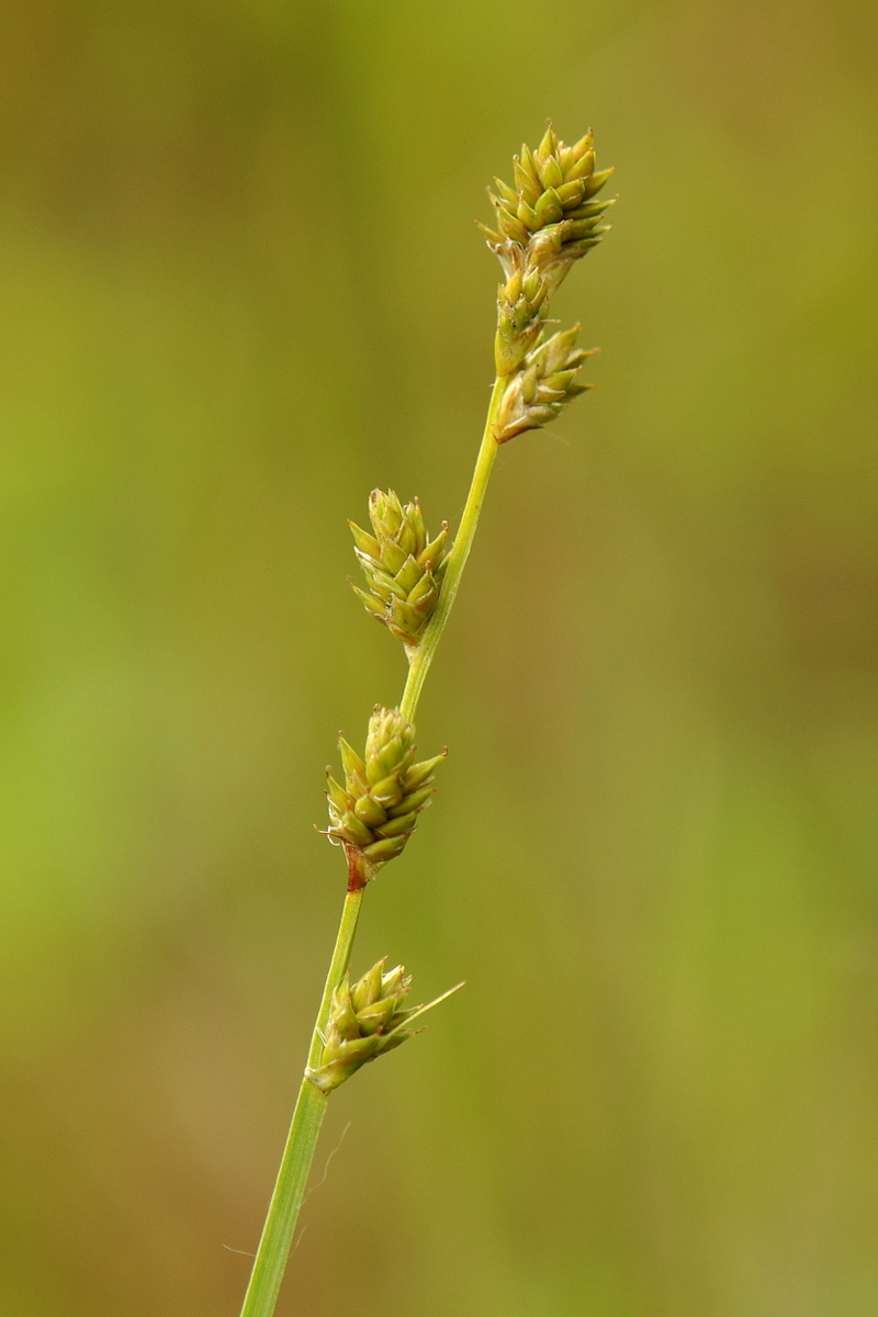 Carex canescens (door Willie Riemsma)