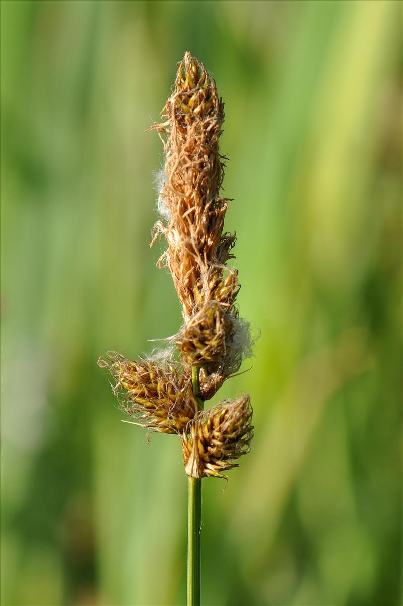 Carex disticha (door Willie Riemsma)